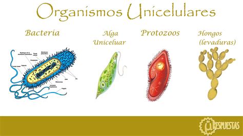 organismos unicelulares-1